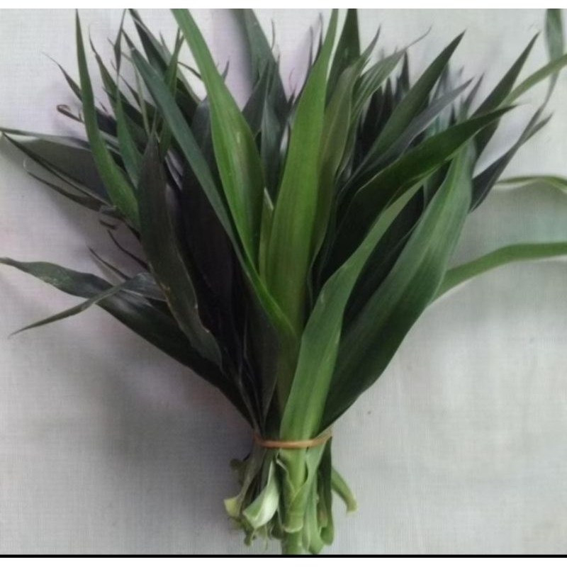 

Daun Suji pewarna alami makanan 100gr