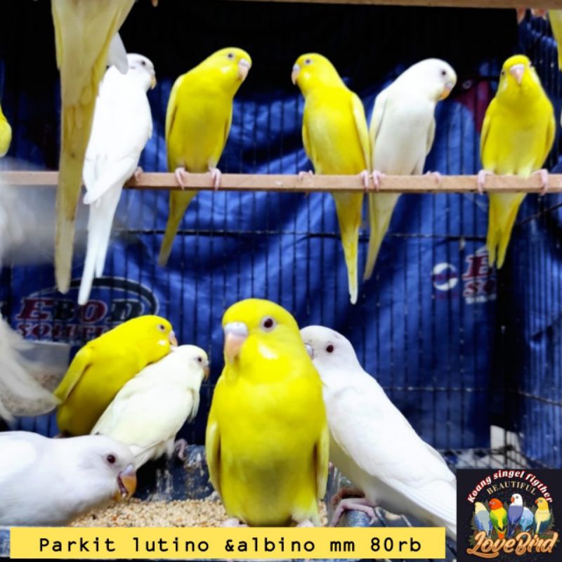 Burung parkit lokal murmer banyak pilihan parkit albino lutino