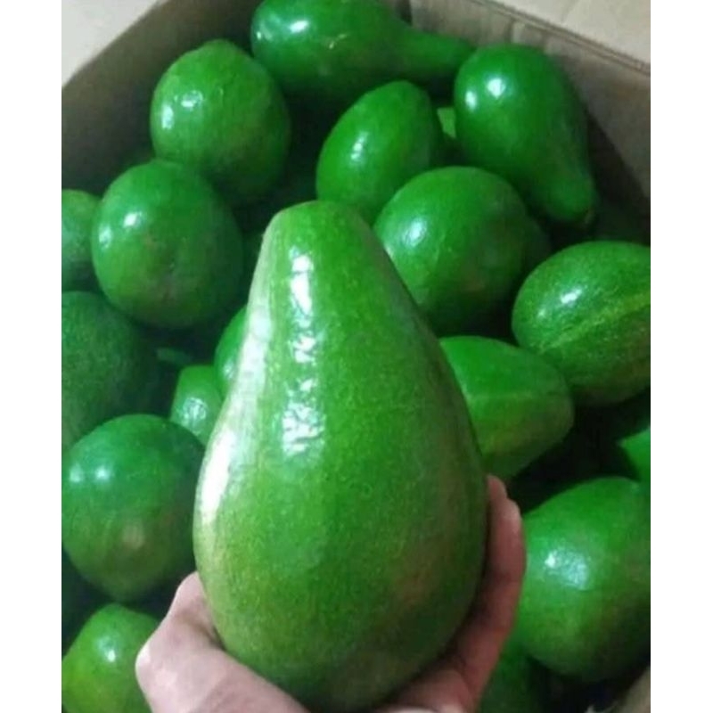 

alpukat mentega super fresh 1 kg