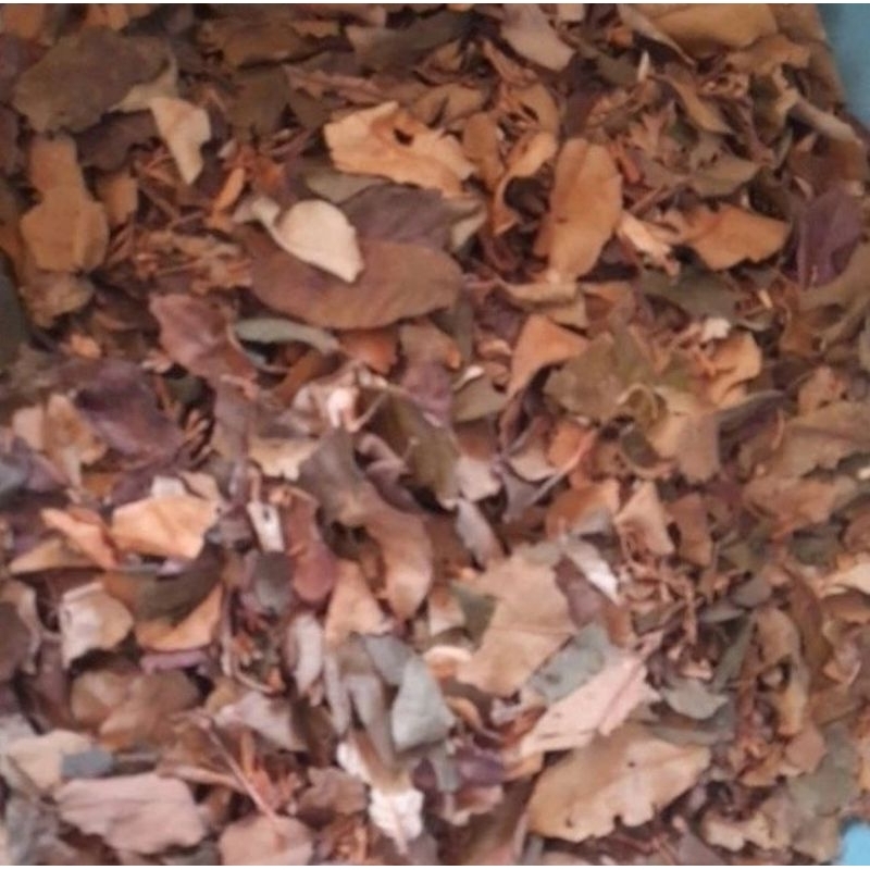 

Daun Kopi Kering/Daun Kawa Siap Rebus