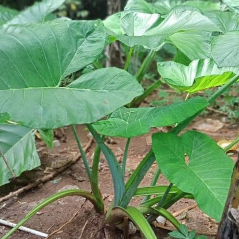 

batang pohon lompong sayur segar baru petik