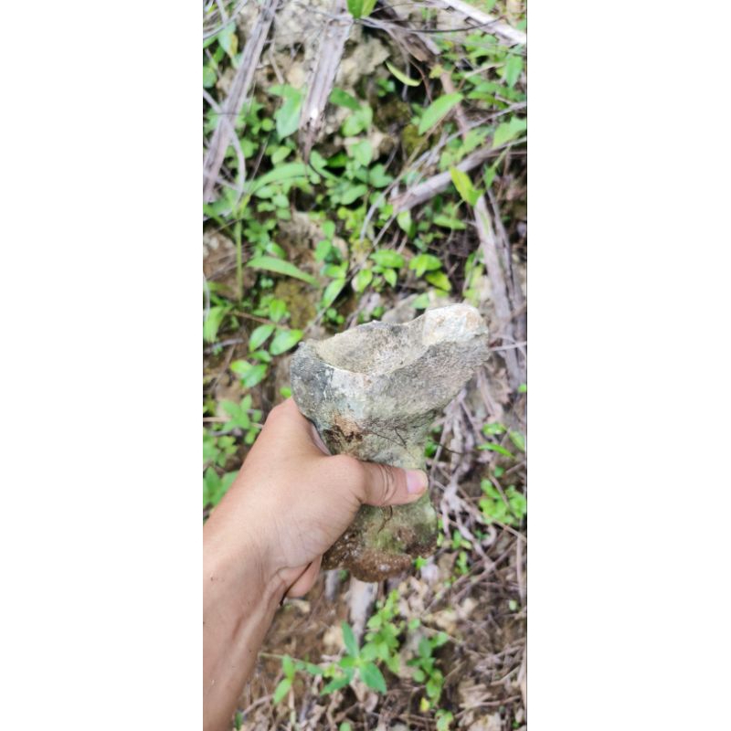 Hiasan aquarium, kerang laut/fosil/ karang cantik