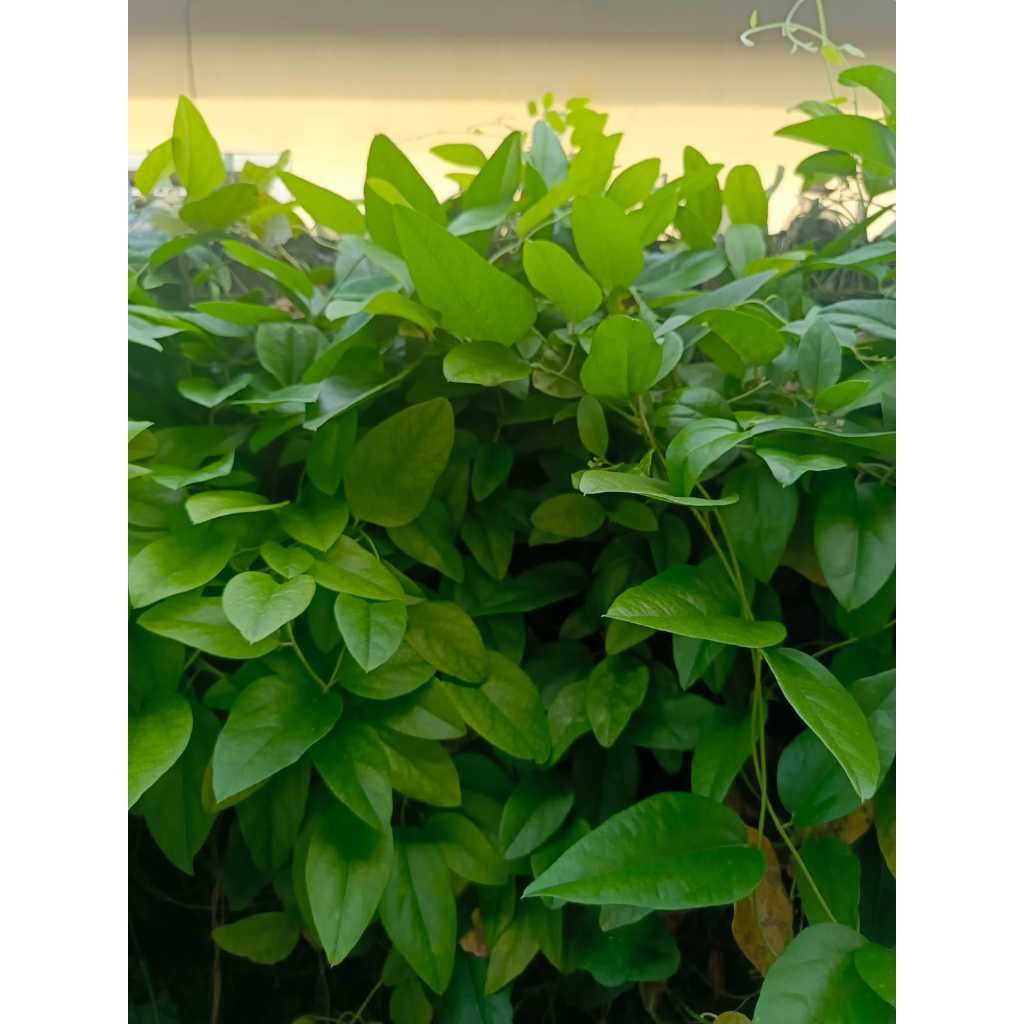 

Daun Cincau Segar Langsung dari Kebun Non Bulu– Dijamin Fresh dan Berkualitas!