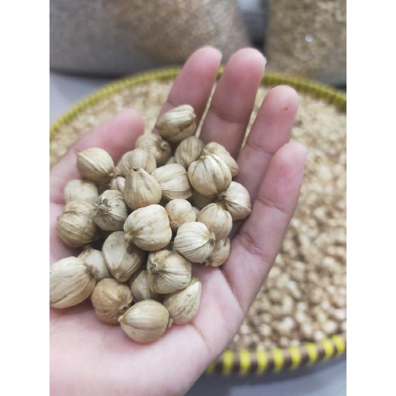 

KAPOLAGA / KAPULAGA PUTIH Super Kering 1 KG Kualitas Premium Harga Termurah