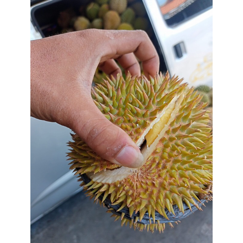 

Durian Lokal Wonosobo Asli Matang Masak Pohon Ukuran Besar Manis-Pahit