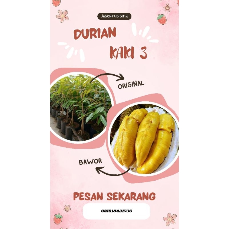 

DURIAN BAWOR KAKI 3