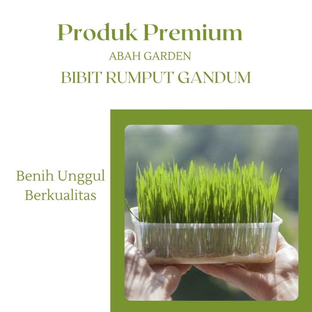 Benih Rumput Gandum Kucing Bibit Benih Rumput Kucing Bibit unggul