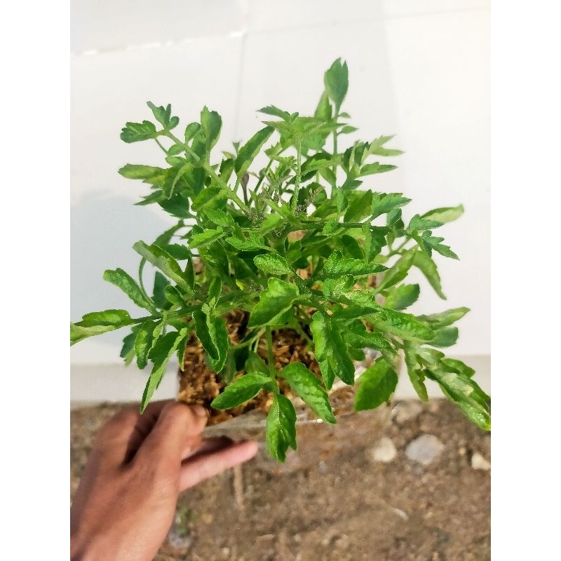 bibit tanaman tomat siap berbuah