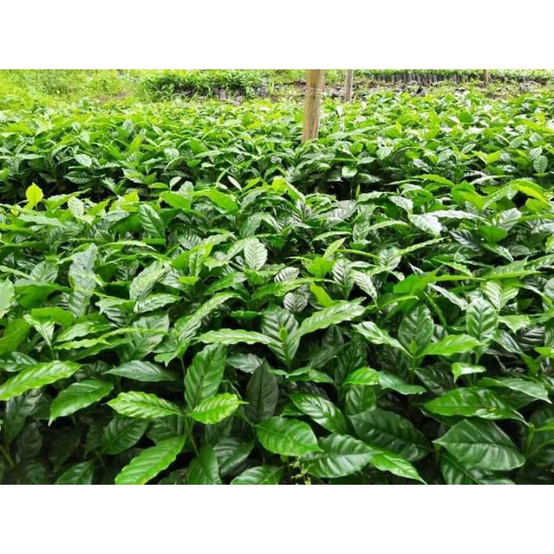 50 bibit kopi arabika gayo aceh berkualitas unggul cabutan dari polibag siap tanam