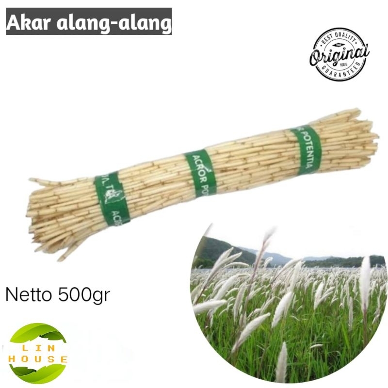 

Akar Ilalang/Akar Alang-Alang Segar Herbs Kolesterol 500 Gr