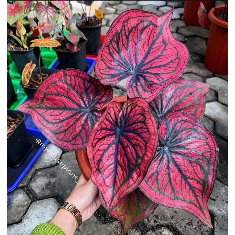 Caladium Gatot kaca - Tanaman hias hidup keladi gatot kaca cantik murah