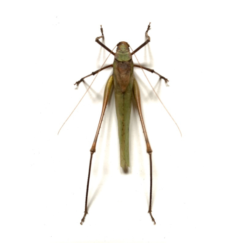 awetan serangga walang kecek