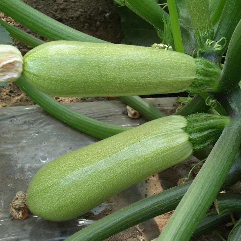 1 biji zucchini(timun jepang)