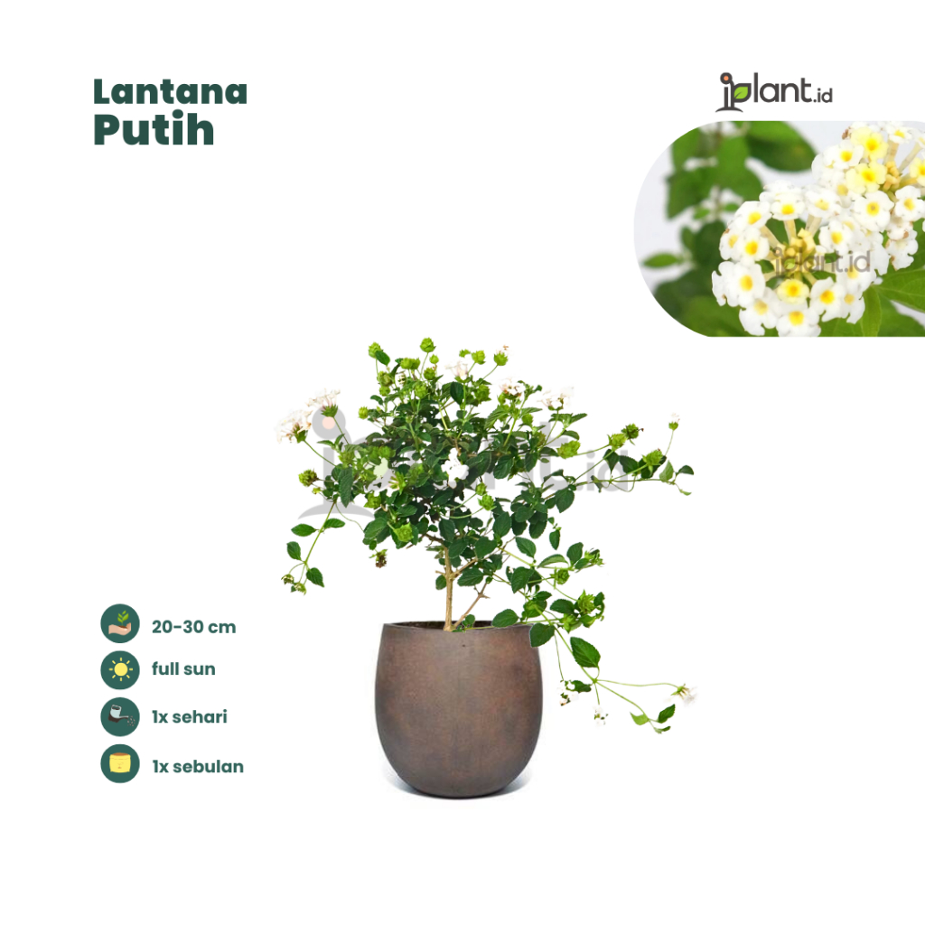 Lantana Putih