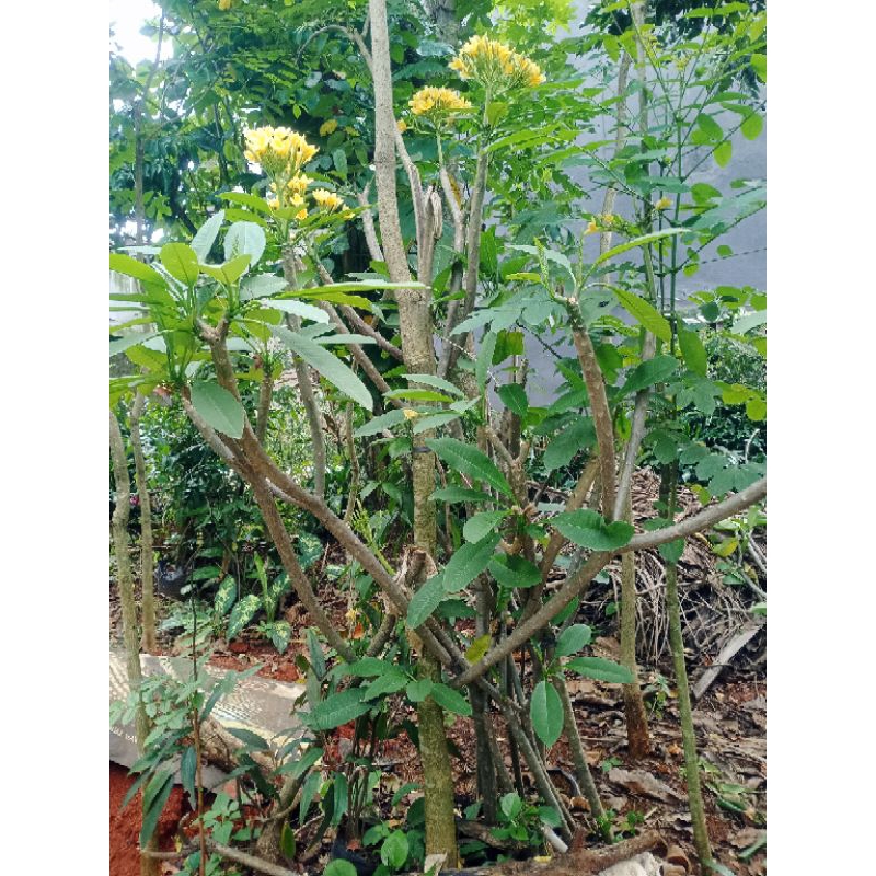 Pohon hias kemboja kuning tinggi 2meter