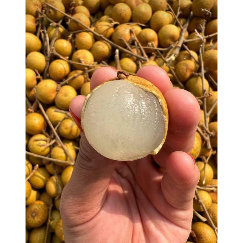 lengkeng gold super
