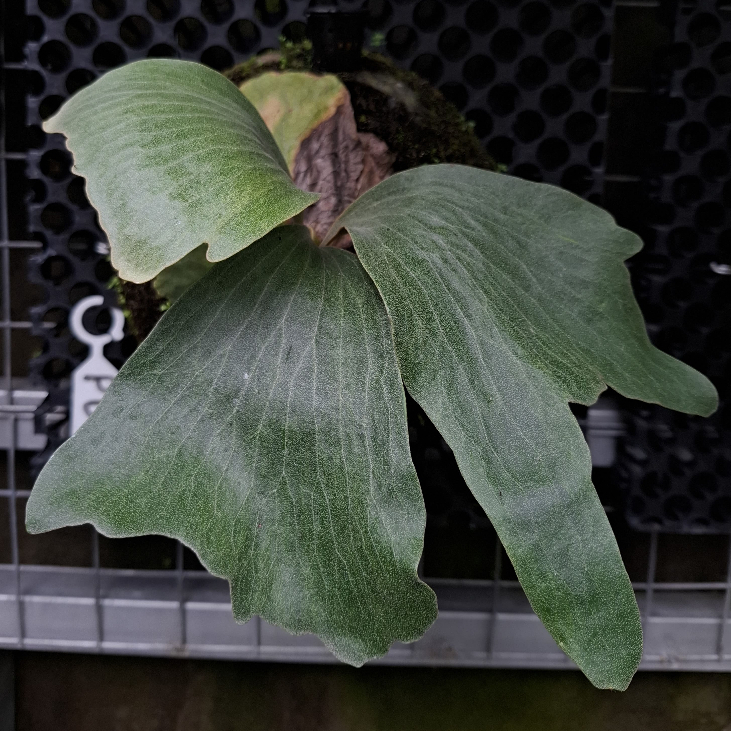 Anakan Platycerium Erawan