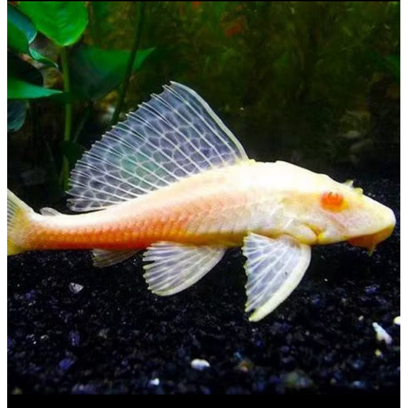hiasan aquarium patung ikan sapu sapu pembersih kaca albino