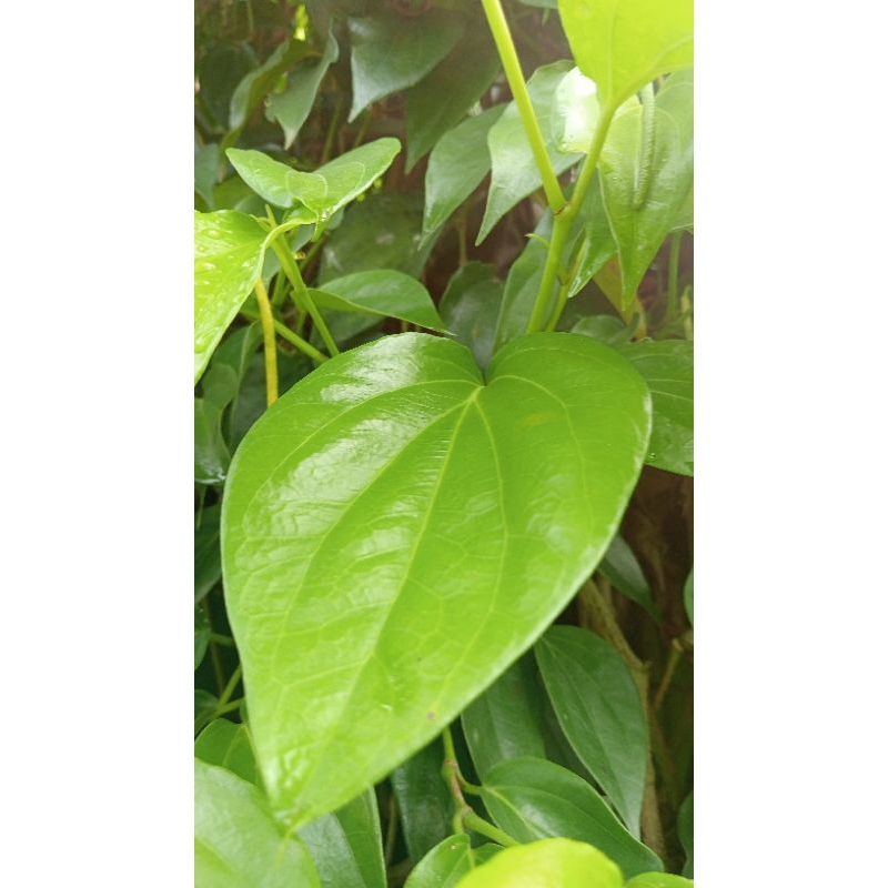 

Daun Sirih 20 lembar