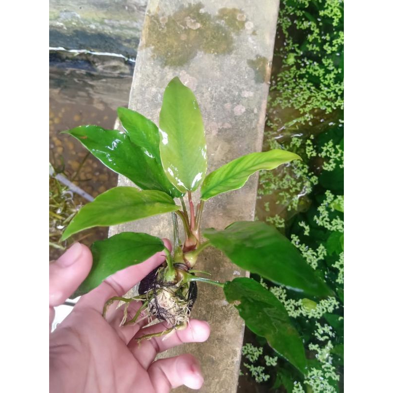 anubias minima L media wabikusa