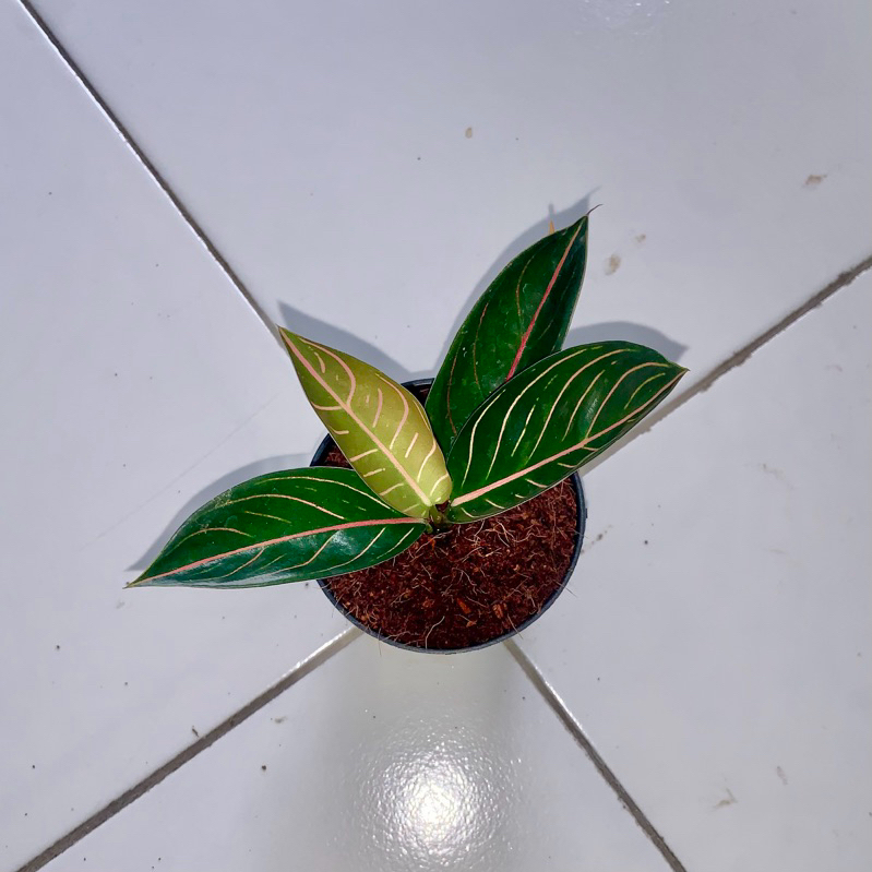 Aglaonema black pride of sumatra (maxteel)