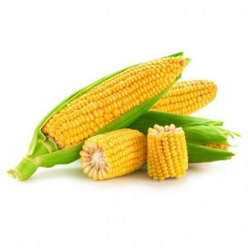 

Jagung Manis Segar