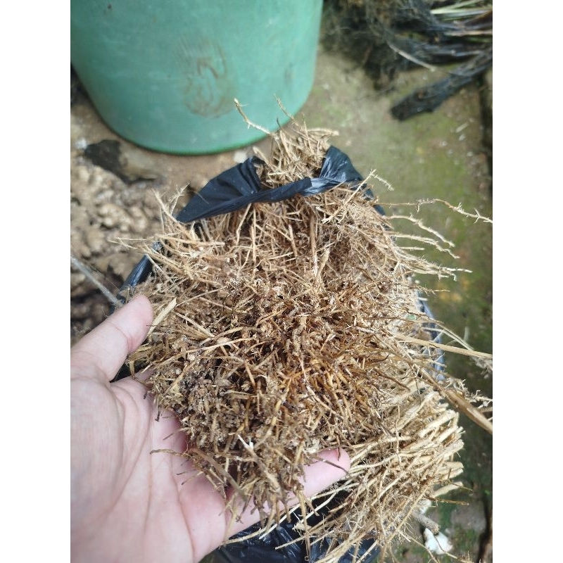 

Akar bambu gomong akar bambu asli 1kg