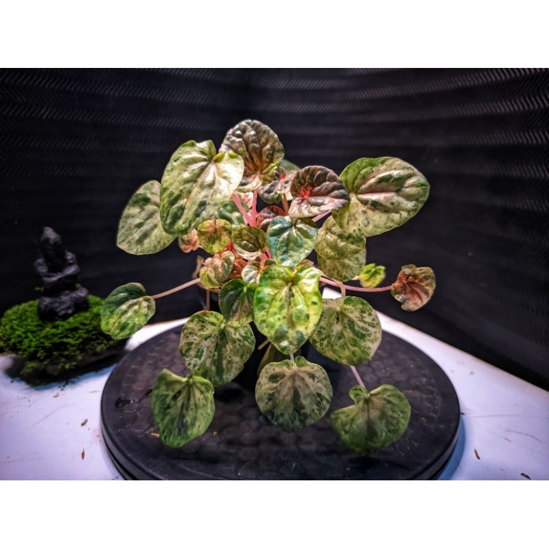 Peperomia pink lady peperomia variegata