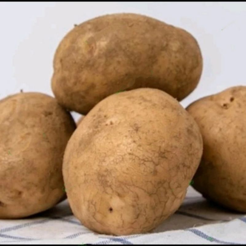 

Kentang Segar Jumbo Ukuran AL Untuk Hajatan