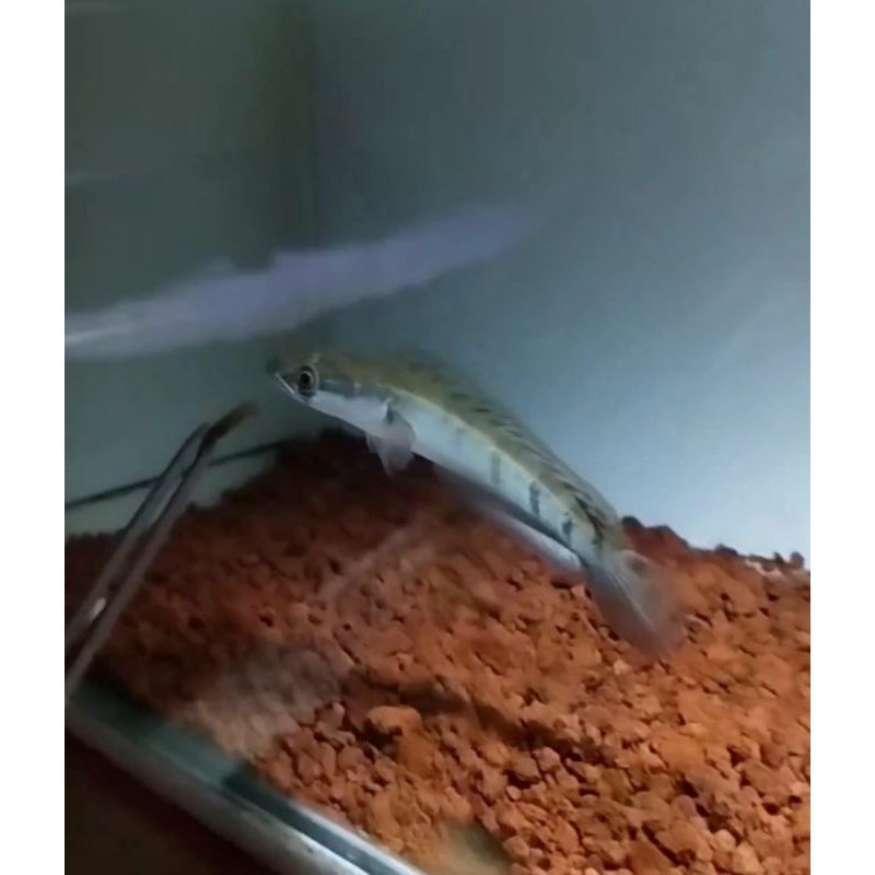 

kardus isi maru riau size 9-10cm