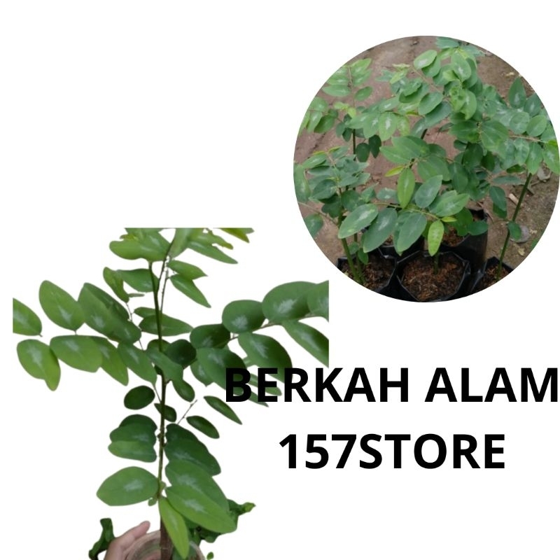 Bibit daun katuk siap tanam - bibit sayur daun katuk