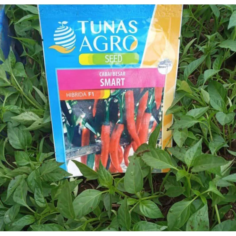 BENIH CABE BESAR SMART 10GR TUNAS AGRO