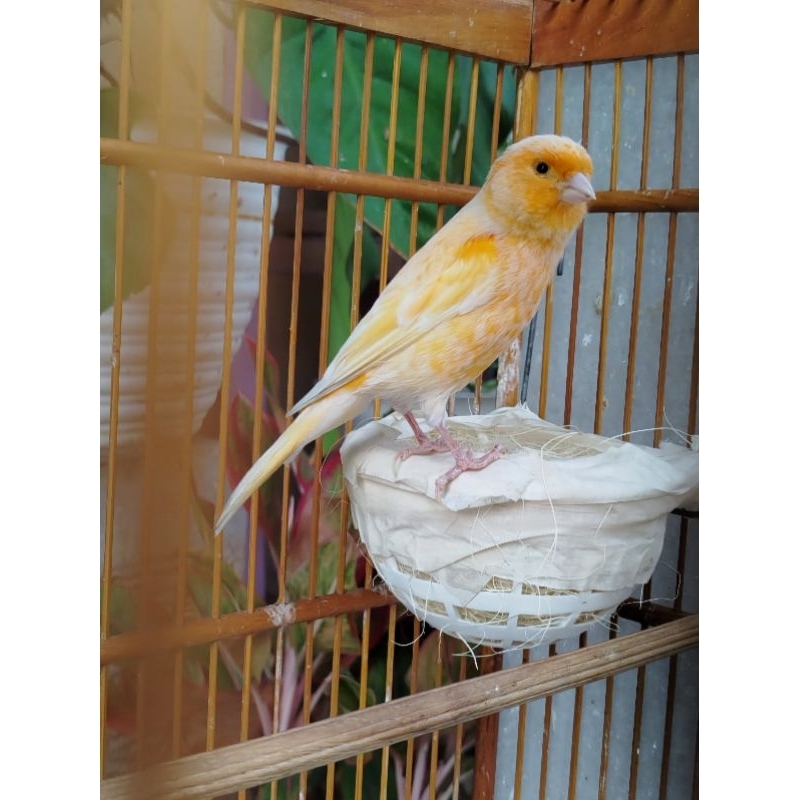 KENARI AF BETINA Siapan