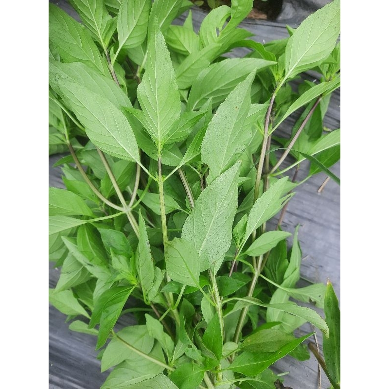 

daun selasih segar 500gram