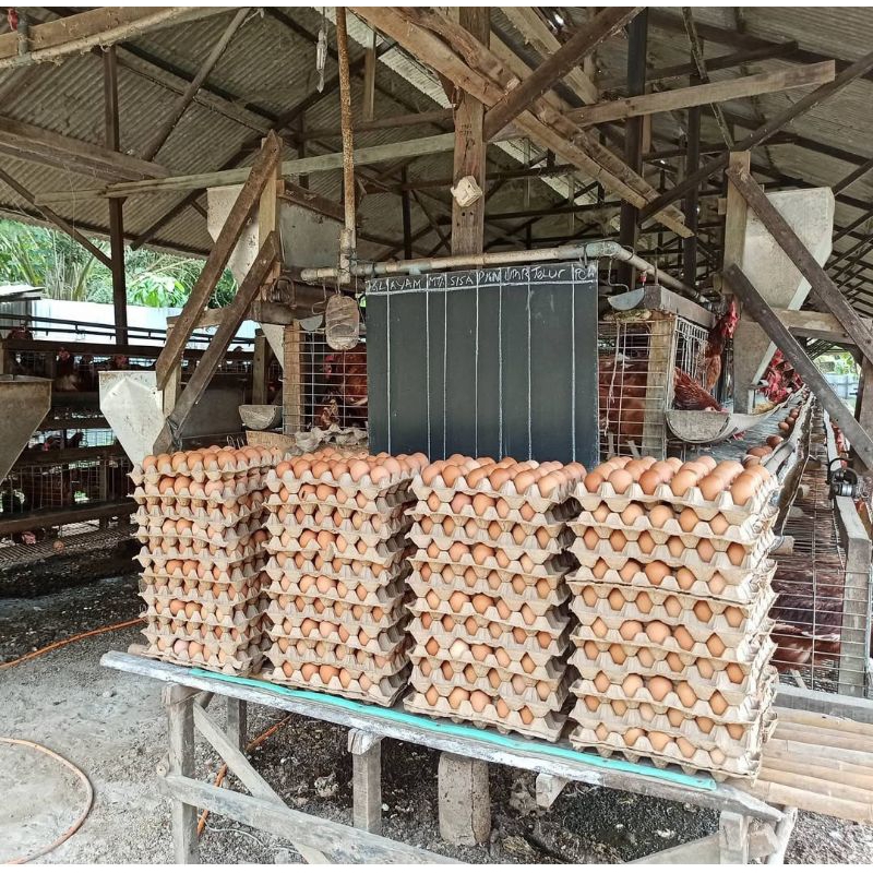 

Telur ayam garansi segar langsung dari kandang