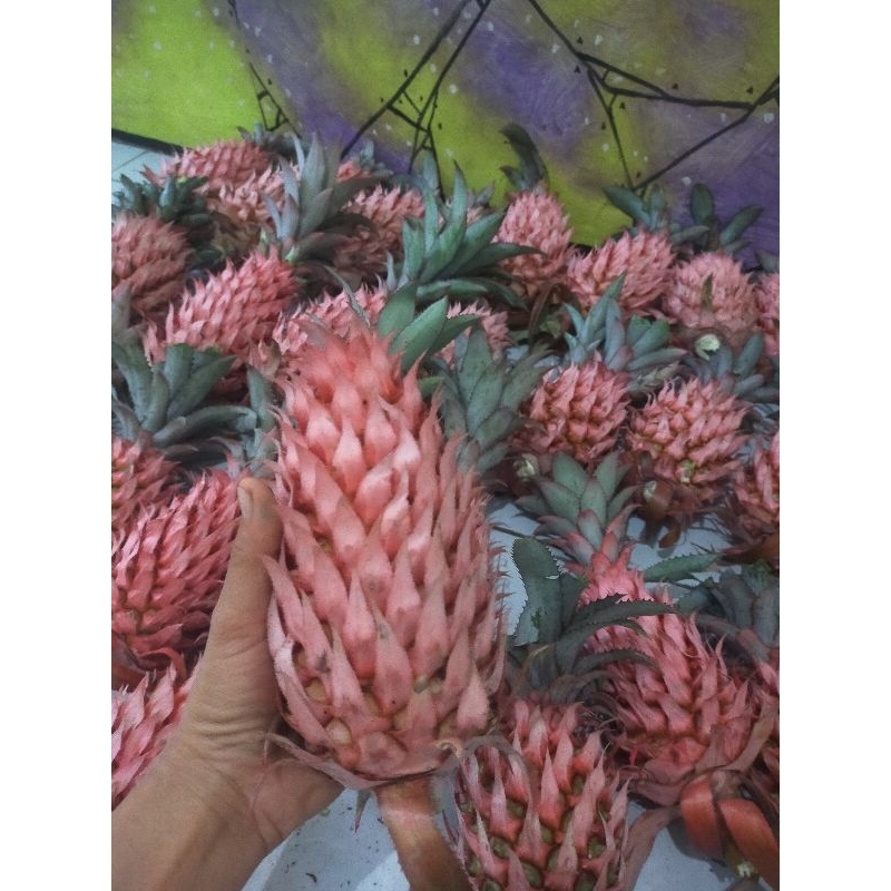 

Nanas muda Nanas merah liar Nanas hutan 350 gram