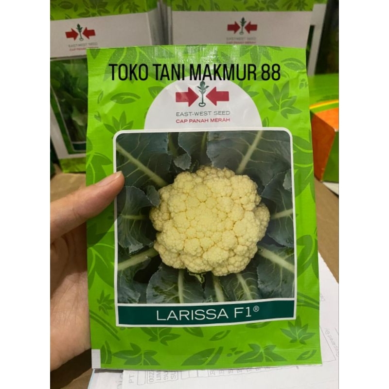 Benih bunga kol LARISSA F1 10 gram biji kembang kol bungkul panah merah brokoli putih