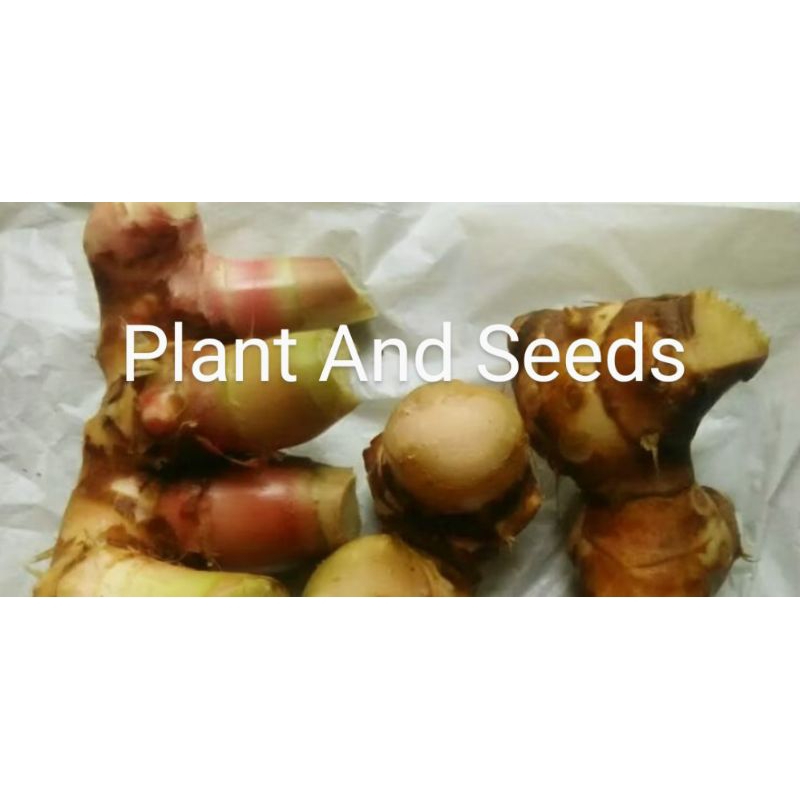 

UNTUK KB ALAMI. RIMPANG PACING/UMBI PACING 500gram