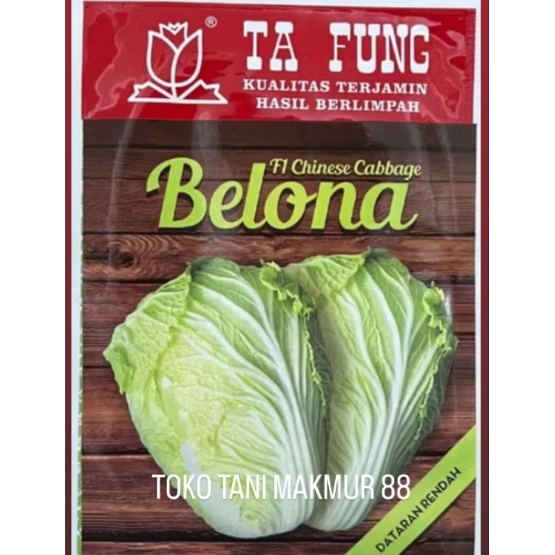 Benih Sawi Putih Belona Chinese Cabbage F1 10gr (8.000 Biji) Bibit Sawi Putih Belona Benih Sawi Ta F