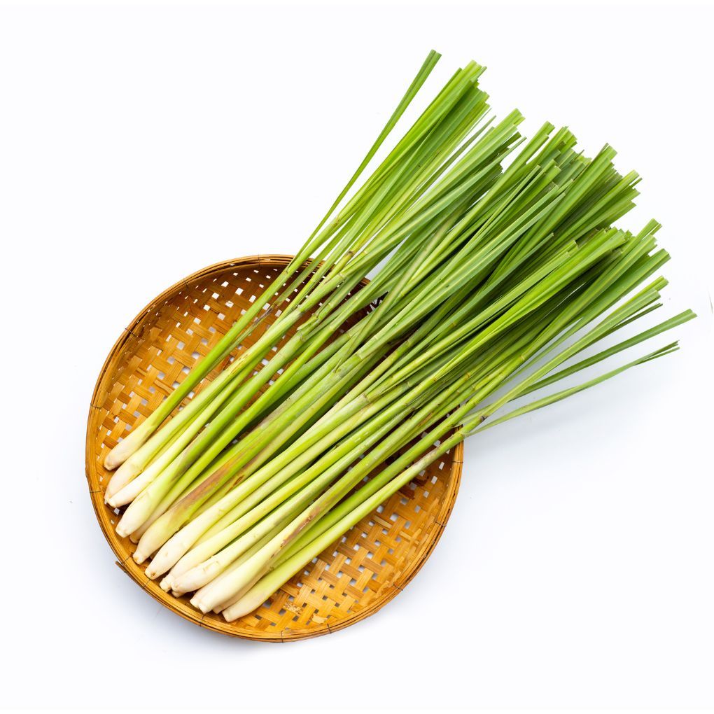 

Daun Serai Batang dan Daun Segar Aman dan Sehat - Daun Sere di Petik Dari Kebun