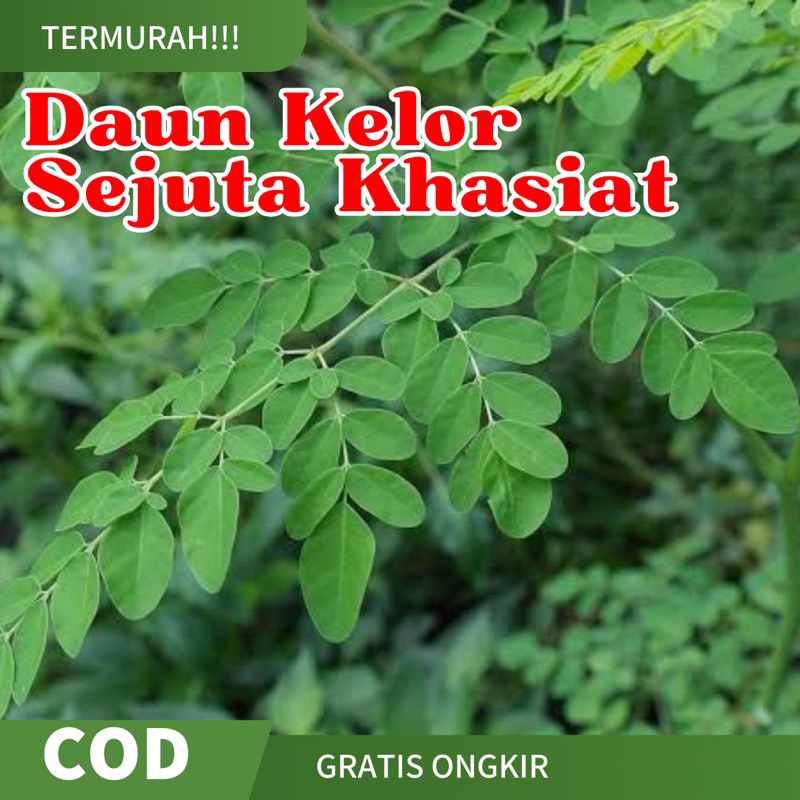 

Daun Kelor Murah