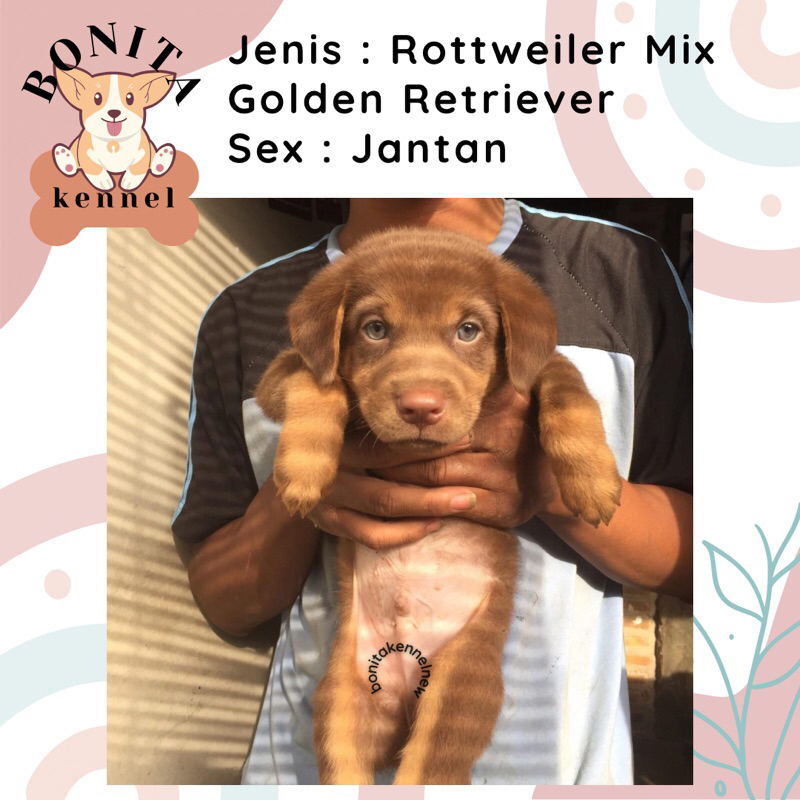 Rottweiler Mix Golden Retriever Anak Anjing Rottweiler Golden Jantan Betina