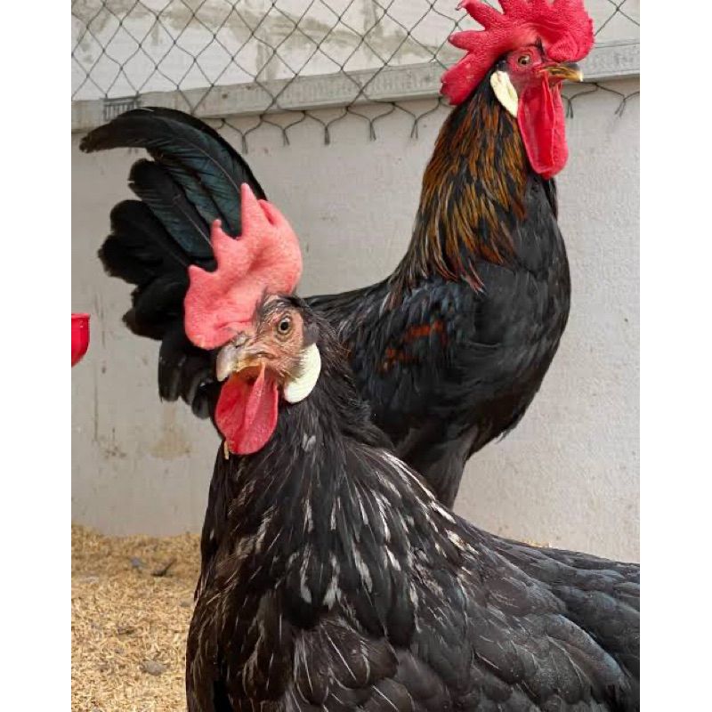 

TELUR FERTIL AYAM ELHORN PETELUR UPGRADE UNTUK DI TETASKAN