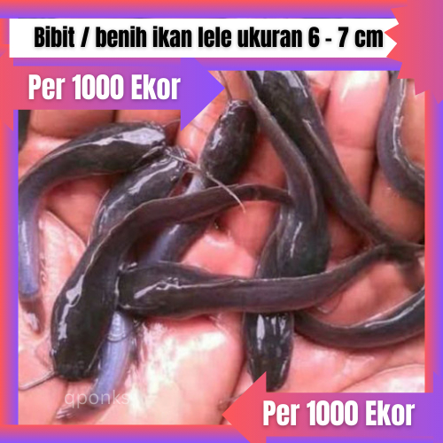 Bibit / benih ikan lele ukuran 6 - 7 cm per 1000 ekor