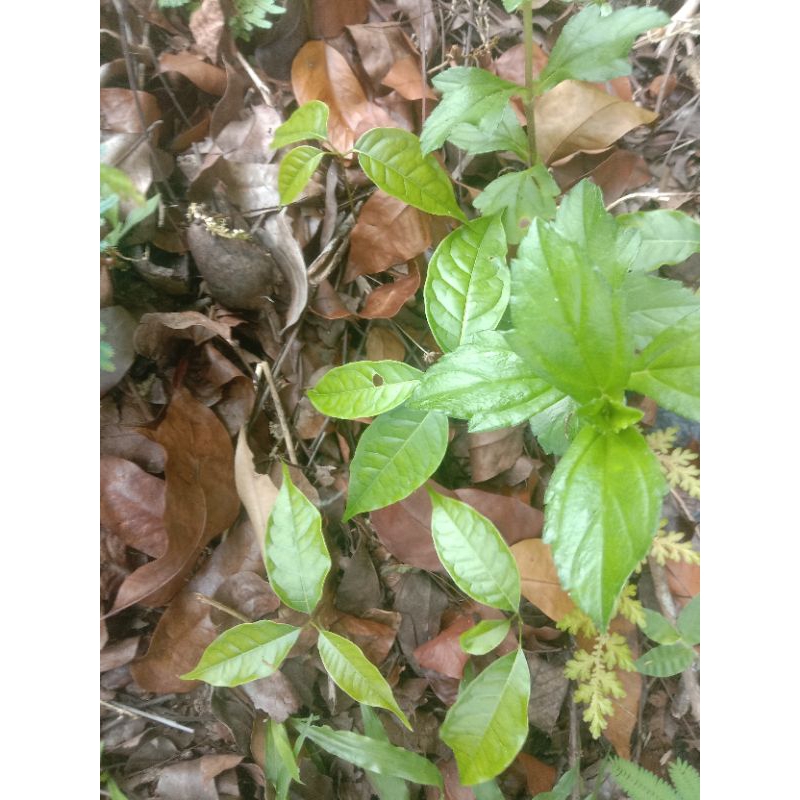 Bibit Kayu Mahoni Cabutan