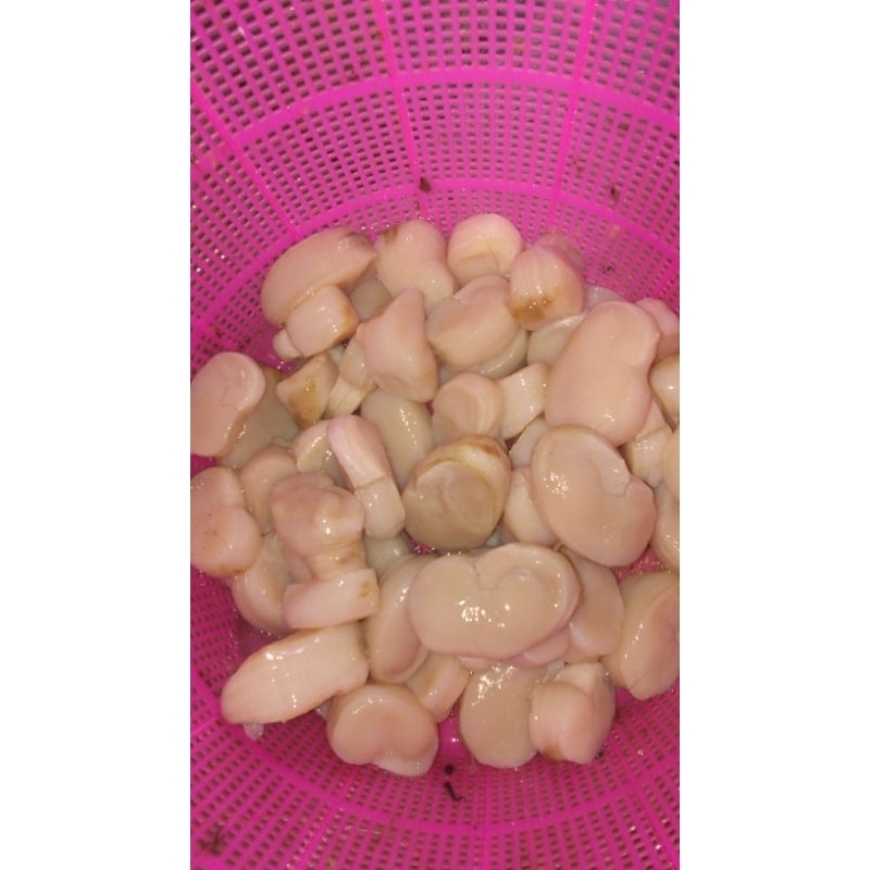 

SCALLOP