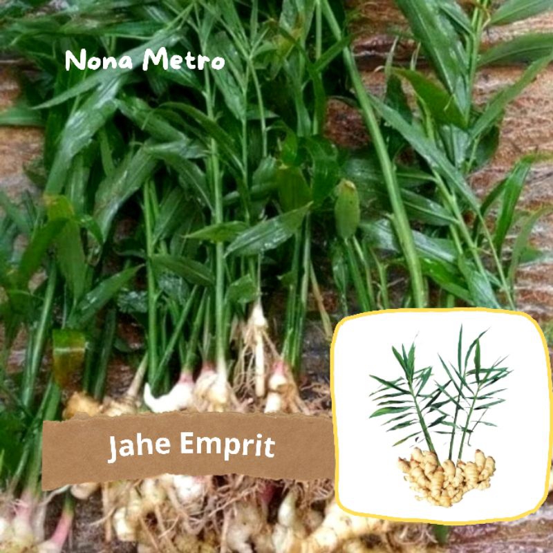 

JAHE EMPRIT UNGGUL KEBUN NONA METRO