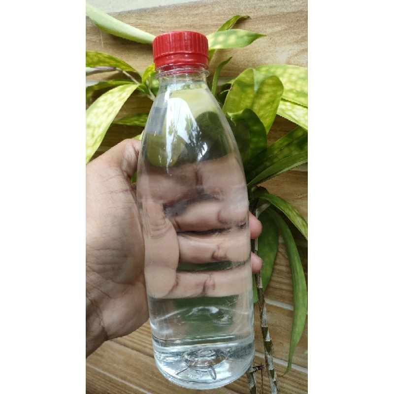 

BotolCantik50PersenOriginal