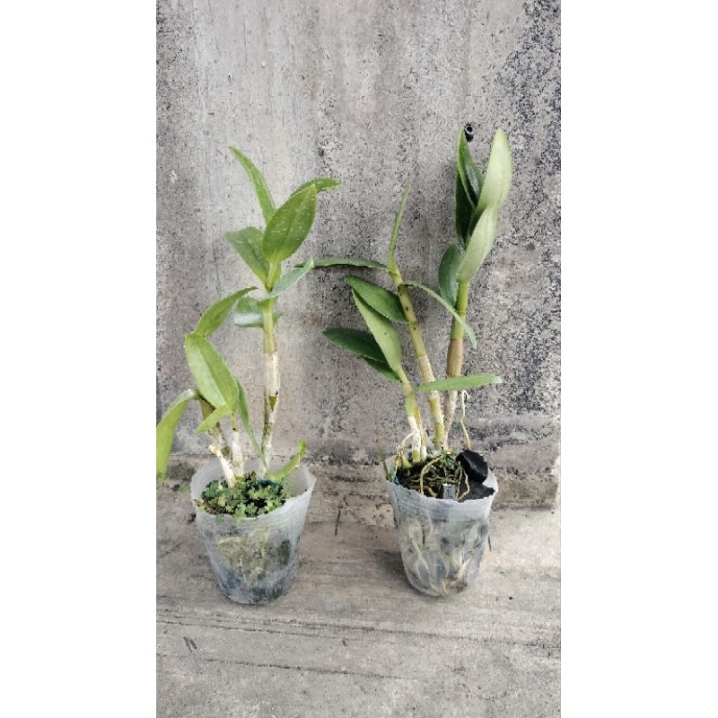 Dendrobium Kritingan dewasa + Larat