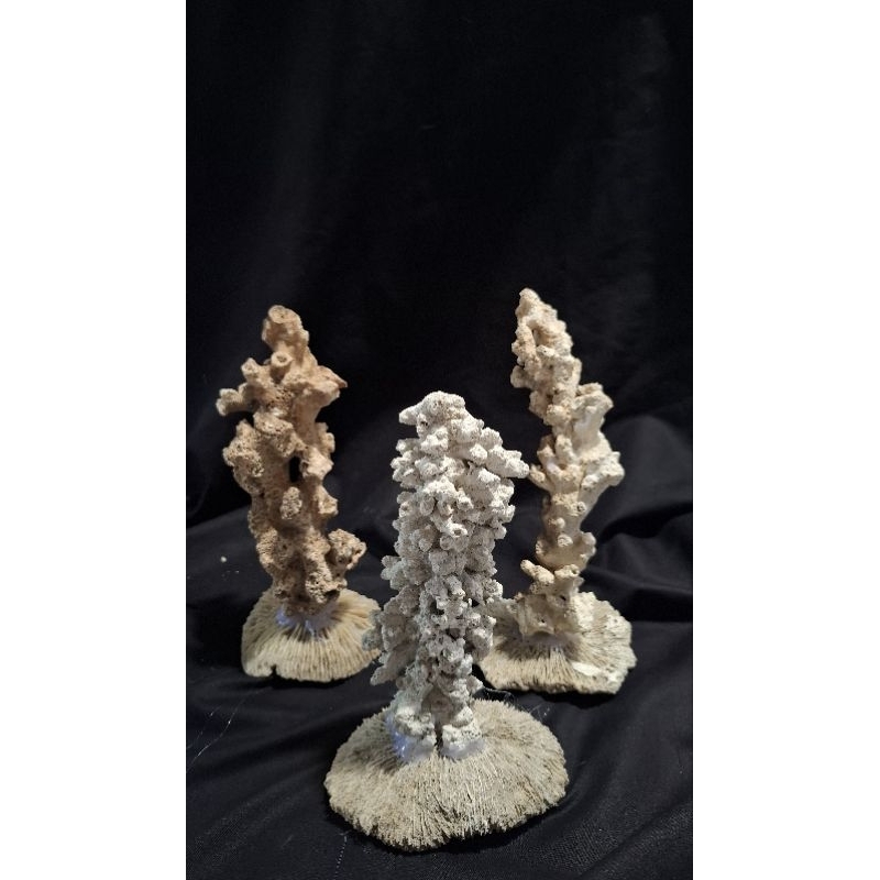 batu karang laut asli custom